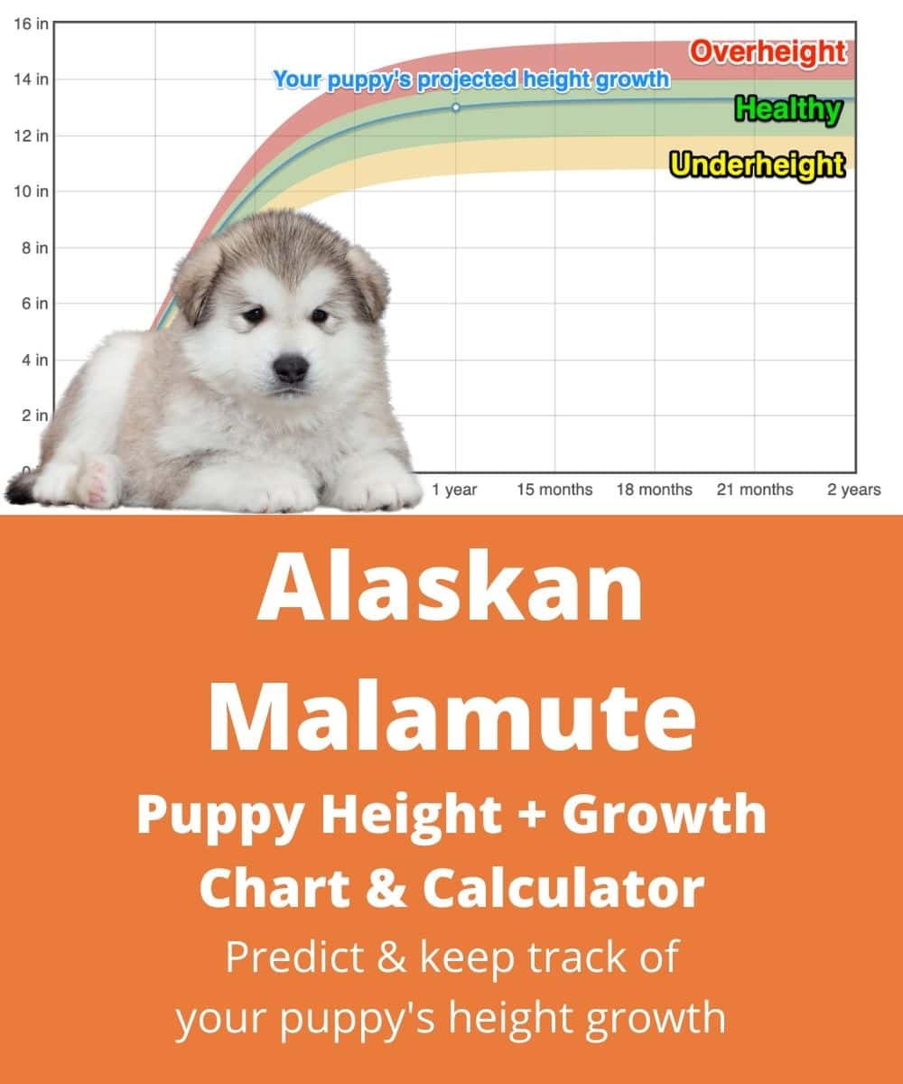 alaskan-malamute Puppy height Growth Chart